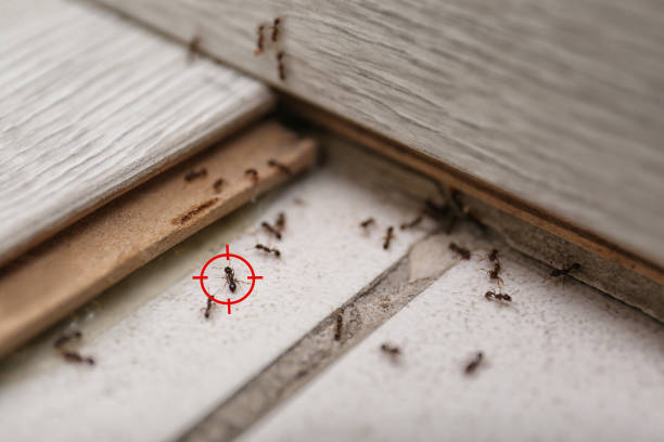 Best Pest Removal Services  in Oxford, MS